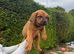 Rottweiler cross Dogue De Bordeaux