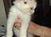 GCCF registered Ragdoll kittens