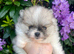 Stunning true to type Pomeranians! Kc reg