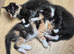 Maincoon X Siamese Beautiful, Loving Kittens for sale