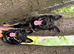 WORKING LINE INTACT MALE GERMAN SHEPHERD