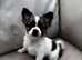 6 Beautiful 3/4 chihuahua 1/4 pomeranian puppies