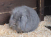 Lop bunnies