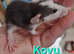 BABY RATS