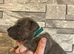 Bulldog x Staffordshire Bull Terrier