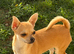 Tea cup chihuahua female