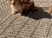 Beautiful cavapoo pups ready to leave