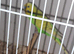 Pair of budgies