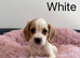 Stunning Cocker Spaniel Puppies – 2 Boys & 5 Girls Ready Now!