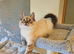 Stunning GCCF Registered Lynx Ragdoll Kitten.