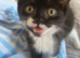 British shorthair kitten