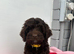 Cockapoo puppies ready now!'