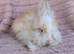 English angora bucks