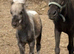 Silver dapple colt