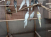 Baby cockatiels various colours