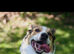 7 year old, Male, Mixed Breed