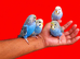 Super silly hand tamed baby budgies