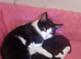 girl kittens for sale