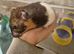Female hamster