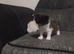 Calico and maincoon kittens