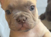 Meet Blue, our handsome French Bulldog boy!