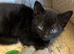 4 beautiful kittens