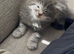 Beautiful Maine Coon Kitten &ndash; Ready Soon