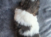 4 Girls and 2 Boys Available Dalmellington Ayr (Scotland)