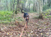 KC reg European Doberman Female Puppy