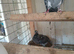 POUTER PIGEONS