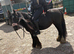 5 year old 12&rsquo;2 mare