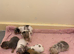 I have Some chihuahua cross jack pups