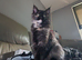 Maine coon ragdoll mix