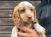 Sprocker pups for sale