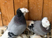 breeding pair