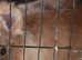 6 Dutch rabbits