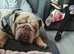 ROLO 3 YEARS OLD!