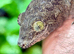Female Halmahera Giant Gecko