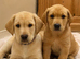 KC registered Labrador pups