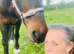 14.3h mother daughter share 15yr gelding