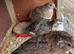 Coturnix quail chicks