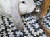 Rehome French Lops
