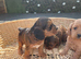 F1 B cavapoo puppies