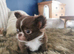 Chihuahua puppies