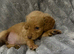 Last golden colour cockapoo boy, ready next week