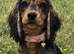 Stunning Coker spaniel girl