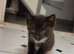 Two adorable kittens for sale