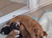 Short legged jack russel puppies