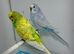 Pair Of Budgies For Sale