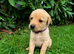 8 beautiful puppies